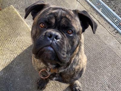 Bear the IKC Registered Cane Corso for Stud