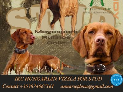 4 year old Vizsla for stud