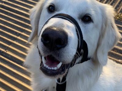 Proven Golden Retriever stud available – Champion Bloodline