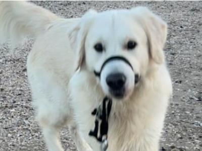 Proven Golden Retriever stud available – Champion Bloodline