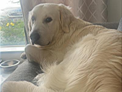 Proven Golden Retriever stud available – Champion Bloodline