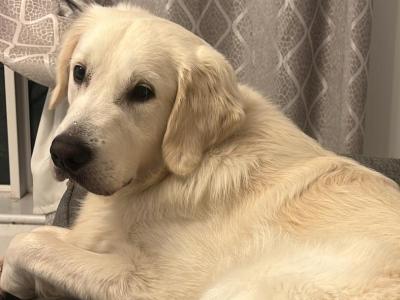 Proven Golden Retriever stud available – Champion Bloodline