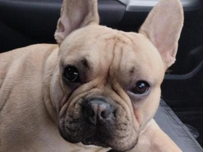 Fawn Frenchie he has very good DNA results in Westmeath