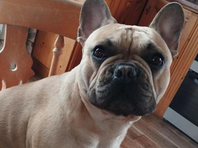 Fawn Frenchie he has very good DNA results in Westmeath