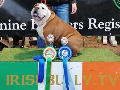 Ronnie the Bulldog in Limerick