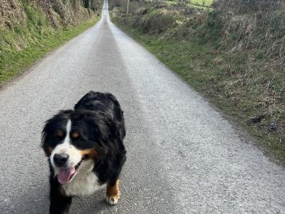 IKC Registered Bernese Mountain puppies in Carlow