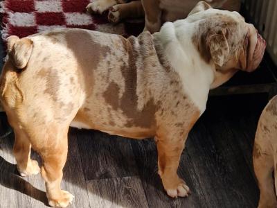 Very affectionate female Bulldog in Dublin