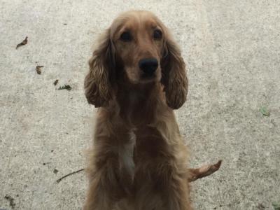 IKC Registered Golden Cocker Spaniel puppies in Monaghan