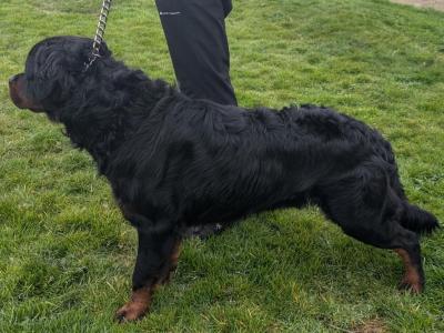 Busker (O Donnell's Pride) in Galway