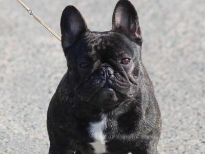 Top Quality French Bulldog for Stud