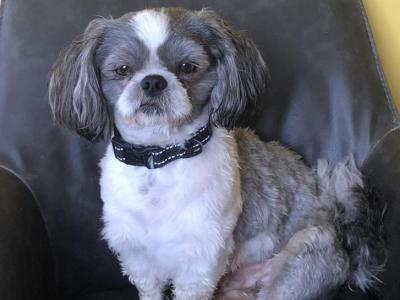 Beautiful Shih tzu for stud