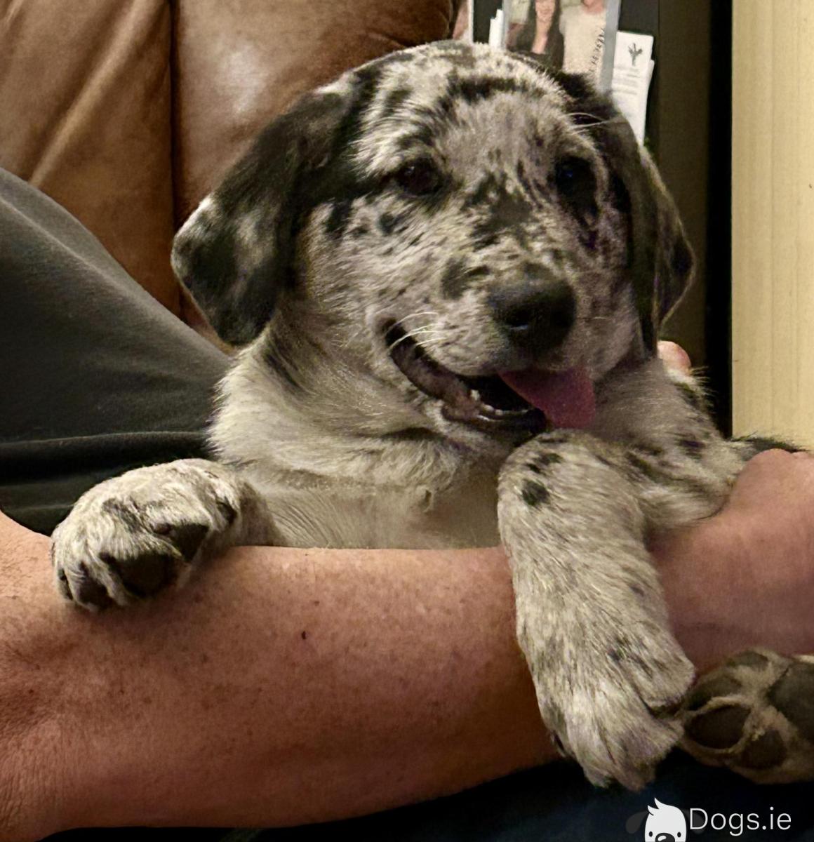 Newfie And Brown Lab Mix Dogs Labrador Newfoundland Leonberger Mix