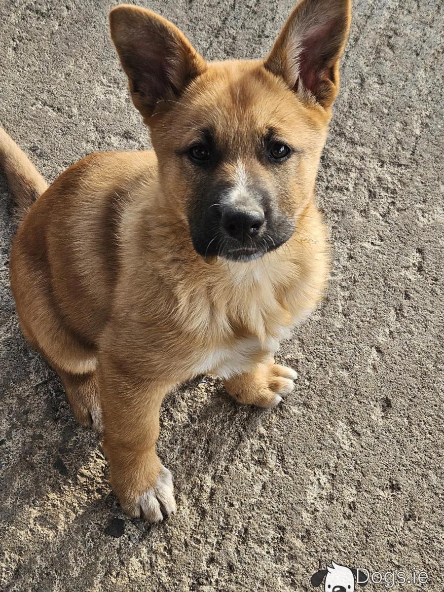 Full Akita Pit Full Grown Akita Pitbull Mix Akita X Staffordshire Bull  Terrier R, image size:900x1200