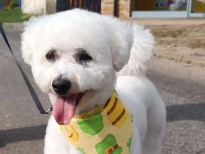 IKC Registered Bichon Frise Proven Stud