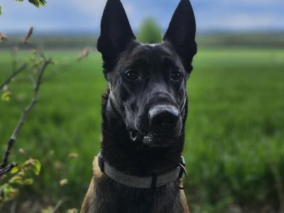 Proven IKC Registered Belgian Malinois for stud