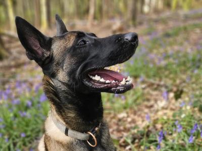 Proven IKC Registered Belgian Malinois for stud
