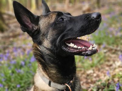 Proven IKC Registered Belgian Malinois for stud
