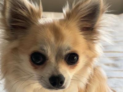 Chihuahua for stud (long hair, IKC Registered)