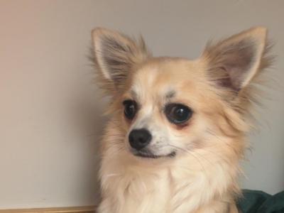 Chihuahua for stud (long hair, IKC Registered)