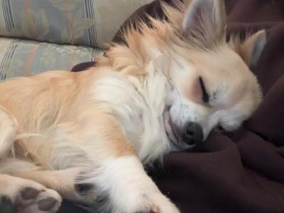 Chihuahua for stud (long hair, IKC Registered)