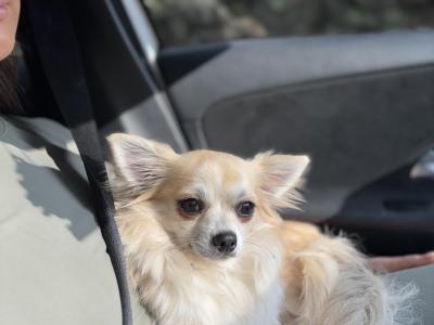 Chihuahua for stud (long hair, IKC Registered)