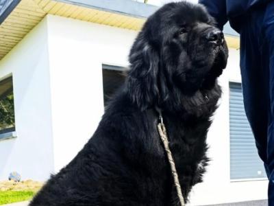 Proven Newfoundland stud – IKC Registered in Cavan