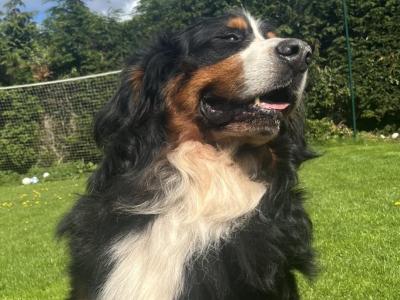 Bruno the Bernese Mountain Dog in Sligo