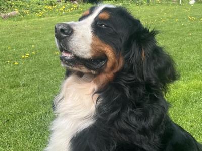 Bruno the Bernese Mountain Dog in Sligo