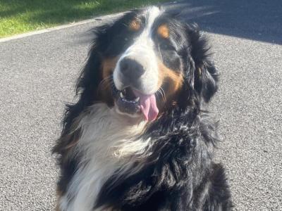 Bruno the Bernese Mountain Dog in Sligo