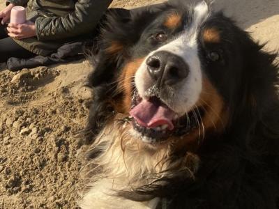 Bruno the Bernese Mountain Dog in Sligo