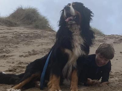 Bruno the Bernese Mountain Dog in Sligo