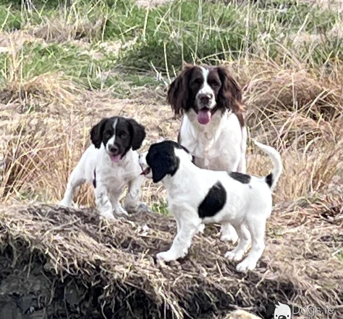 Field Springer Springer Spaniel Dogs For Sale Field Bred English