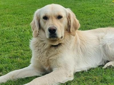 Purebreed Golden Retriever