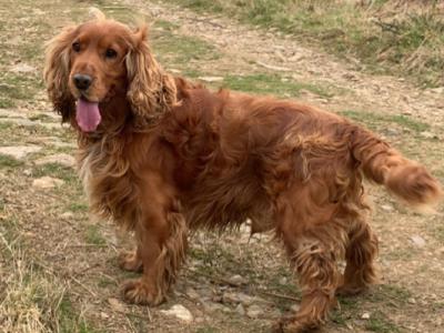 Mike, the KC Registered Cocker Spaniel for stud in Wexford