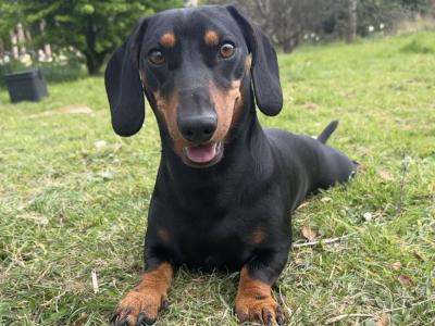 IKC Registered - miniature Dachshund for stud in Cork