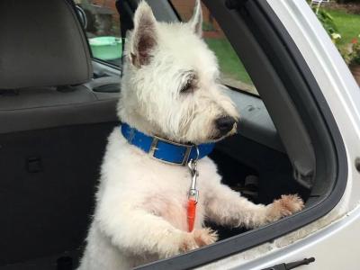 Beautiful snow white West High land