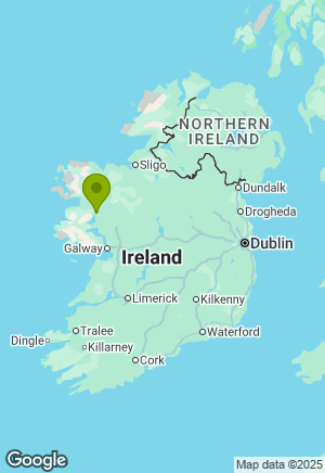 Springer Spaniel for sale in Mayo