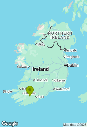 Cocker Spaniel for sale in Cork