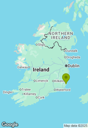 Springer Spaniel for sale in Wexford