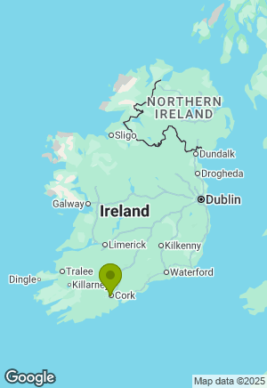 Springer Spaniel for sale in Cork