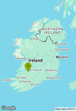 Springer Spaniel for sale in Limerick