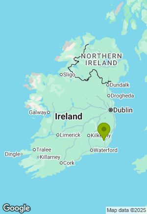 Bernese Mountain Dog for sale in Wexford