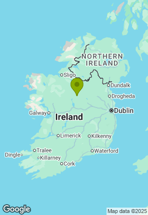 Irish Terrier for sale in Longford