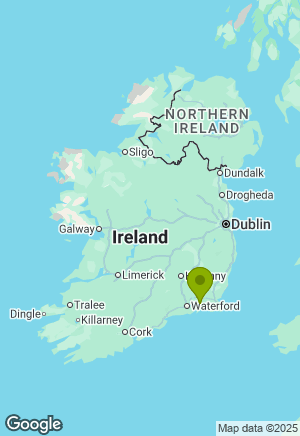 Border Terrier for sale in Wexford