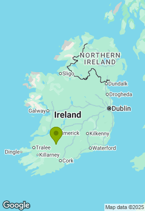 Whippet for sale in Cork