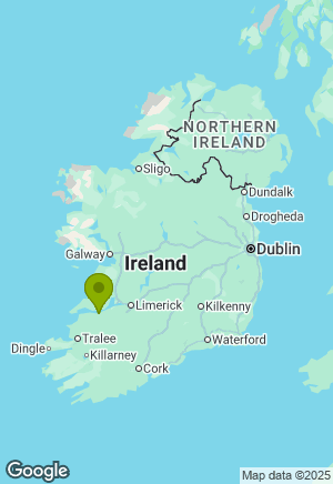 Dachshund for sale in Limerick