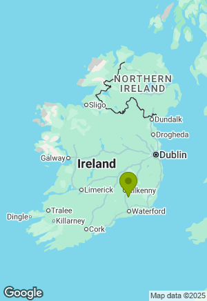 Schnauzer for sale in Kilkenny