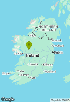 Springer Spaniel for sale in Galway