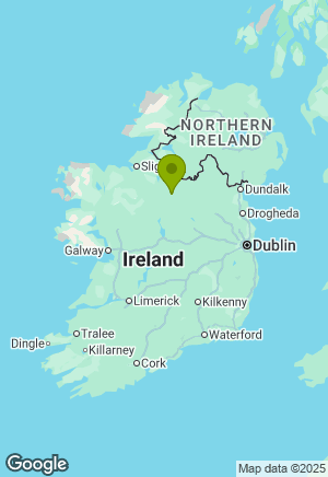 Jack Russell for sale in Leitrim