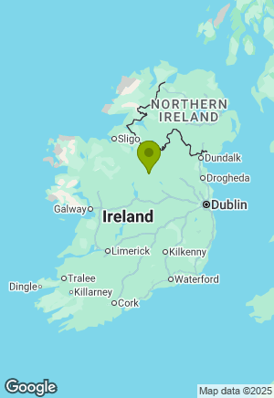 Dalmatian for sale in Longford